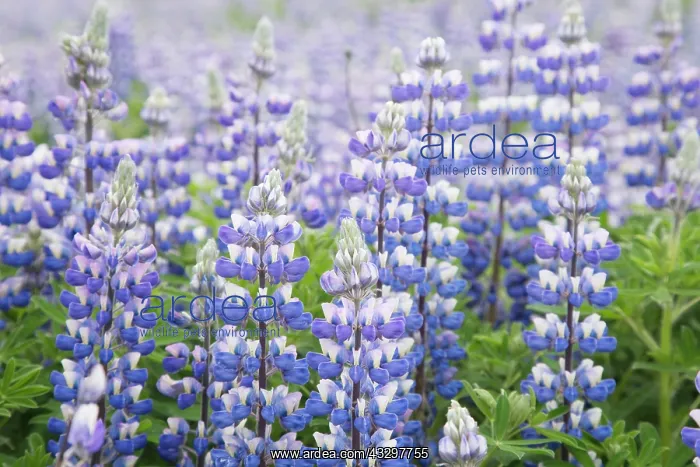 : 80195583 Nootka Lupin - introduced to fertilise : 80195583 Nootka Lupin - introduced to fertilise