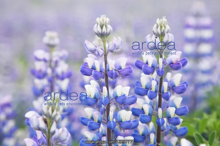 : 80195584 Nootka Lupin - introduced to fertilise : 80195584 Nootka Lupin - introduced to fertilise