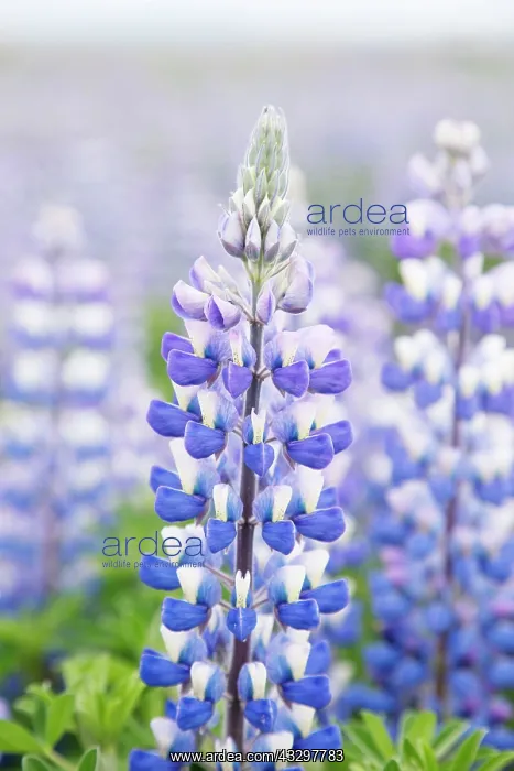 : 80195585 Nootka Lupin - introduced to fertilise : 80195585 Nootka Lupin - introduced to fertilise