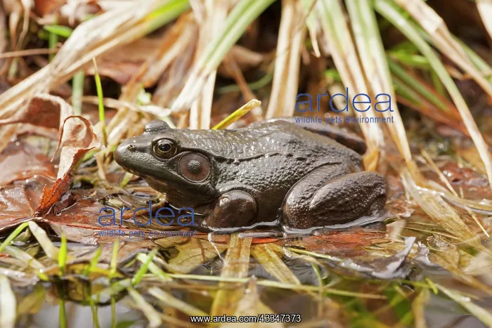 : 80195586 Green Frog Virginia, USA Lithobates clamitans : 80195586 Green Frog Virginia, USA Lithobates clamitans