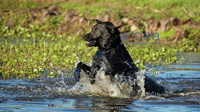 : 80195587 Dog - jumping in water John Cancalosi All : 80195587 Dog - jumping in water John Cancalosi All
