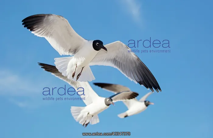 : 80195588 Laughing Gull - in flight Mississippi Gulf : 80195588 Laughing Gull - in flight Mississippi Gulf