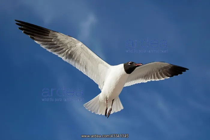 : 80195590 Laughing Gull - in flight Mississippi Gulf : 80195590 Laughing Gull - in flight Mississippi Gulf