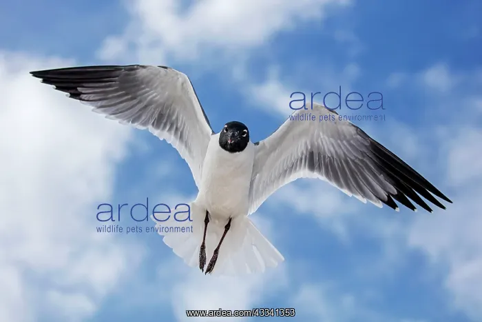 : 80195591 Laughing Gull - in flight Mississippi Gulf : 80195591 Laughing Gull - in flight Mississippi Gulf
