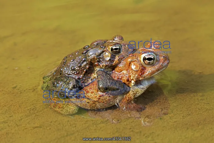 : 80195592 American Toads - pair in amplexus Maryland : 80195592 American Toads - pair in amplexus Maryland