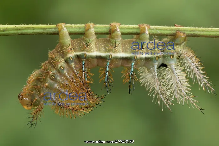 : 80195593 Caterpillar - of Saturniidae family Tropical : 80195593 Caterpillar - of Saturniidae family Tropical