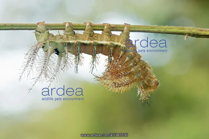 : 80195594 Caterpillar - of Saturniidae family Tropical : 80195594 Caterpillar - of Saturniidae family Tropical