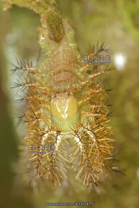 : 80195595 Caterpillar - of Saturniidae family Tropical : 80195595 Caterpillar - of Saturniidae family Tropical