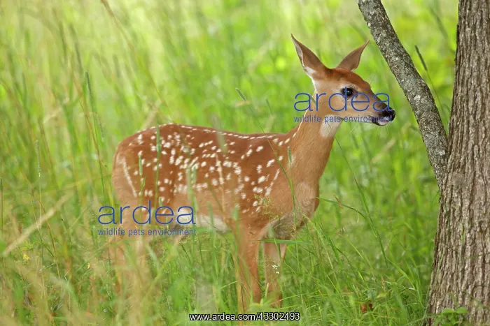 : 80195596 White-tailed Deer / Whitetail - fawn Virginia : 80195596 White-tailed Deer / Whitetail - fawn Virginia