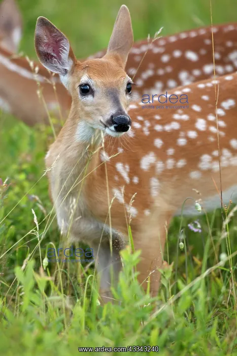 : 80195597 White-tailed Deer / Whitetail - fawn Virginia : 80195597 White-tailed Deer / Whitetail - fawn Virginia