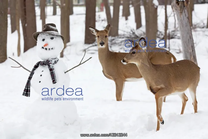 : 80195598 White-tailed Deer / Whitetail - with snowman : 80195598 White-tailed Deer / Whitetail - with snowman