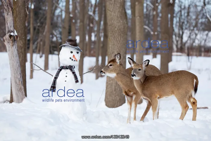 : 80195599 White-tailed Deer / Whitetail - with snowman : 80195599 White-tailed Deer / Whitetail - with snowman