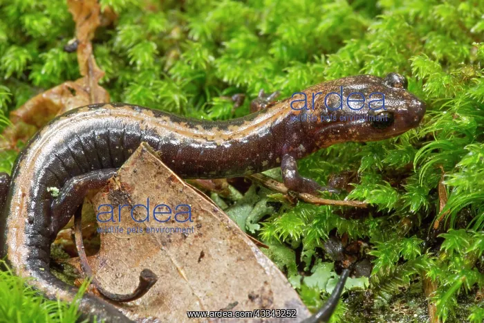 : 80195600 Shenandoah Salamander Virginia, USA Plethodon : 80195600 Shenandoah Salamander Virginia, USA Plethodon