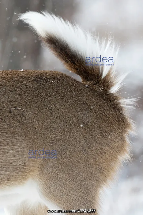  : 80195601 White-tailed Deer  /  Whitetail - tail in