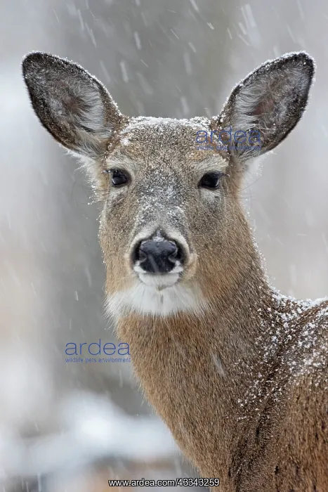 : 80195602 White-tailed Deer / Whitetail - in snow : 80195602 White-tailed Deer / Whitetail - in snow