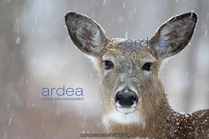 : 80195603 White-tailed Deer / Whitetail - in snow : 80195603 White-tailed Deer / Whitetail - in snow