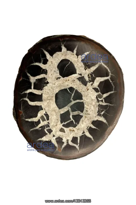 : 80195604 Septarian concretion or (septarian nodules) : 80195604 Septarian concretion or (septarian nodules)