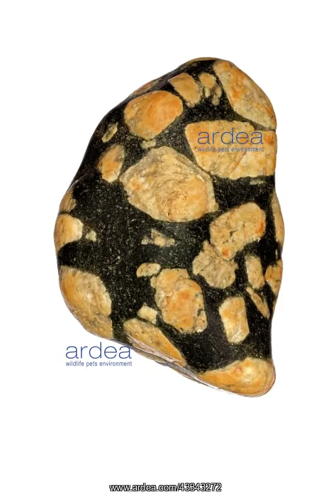 : 80195605 Porphyry, Montana, polished in river, feldspar : 80195605 Porphyry, Montana, polished in river, feldspar