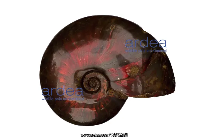 : 80195607 Ammonite, Cleoniceras besairei, Lower Cretaceous : 80195607 Ammonite, Cleoniceras besairei, Lower Cretaceous