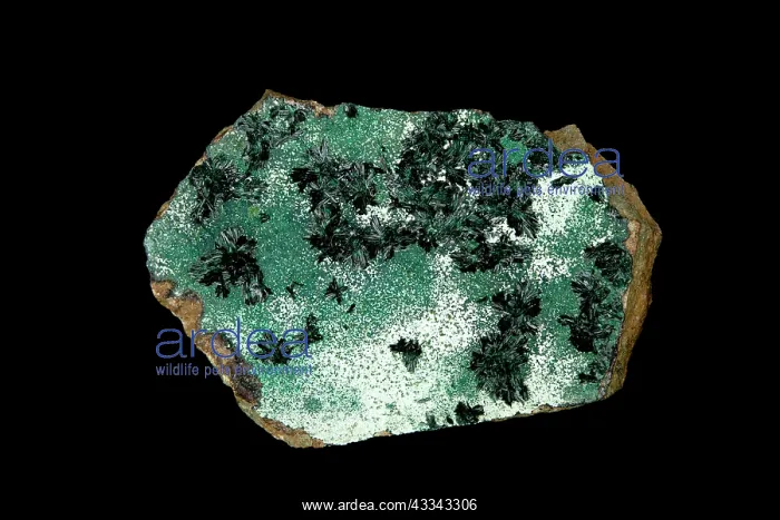: 80195612 Atacamite, Copiaco, Chile, Important ore : 80195612 Atacamite, Copiaco, Chile, Important ore