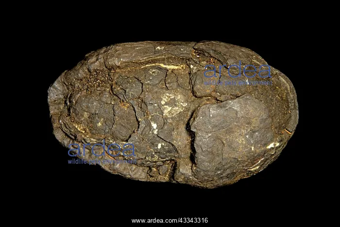 : 80195614 Polymetallic nodule, also called manganese : 80195614 Polymetallic nodule, also called manganese