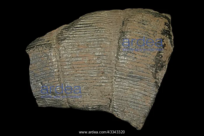 : 80195615 Fossil horsetail, Calamites spp. Alabama : 80195615 Fossil horsetail, Calamites spp. Alabama