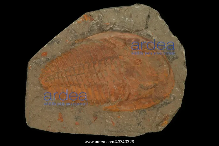 : 80195616 Trilobite fossil, (probably Paradoxoides) : 80195616 Trilobite fossil, (probably Paradoxoides)