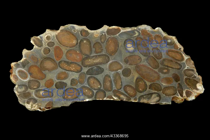 : 80195617 Hertfordshire Puddingstone, conglomerate : 80195617 Hertfordshire Puddingstone, conglomerate
