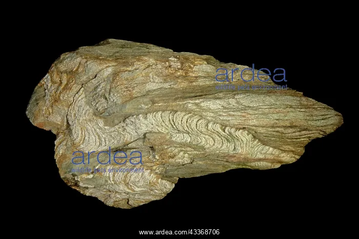 : 80195618 Schist, Marburg schist, Mongomery county : 80195618 Schist, Marburg schist, Mongomery county
