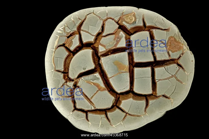 : 80195619 Septarian concretion or (septarian nodules) : 80195619 Septarian concretion or (septarian nodules)