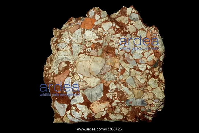: 80195620 Leesburg Limestone Conglomerate - Frederick : 80195620 Leesburg Limestone Conglomerate - Frederick