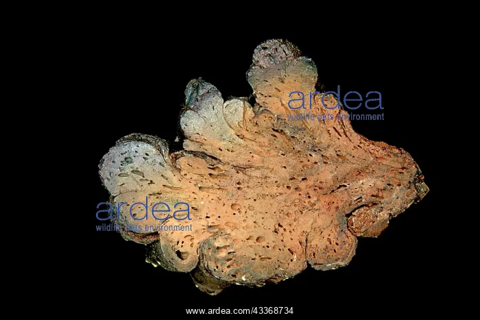 : 80195621 pahoehoe lava, Idaho USA John Cancalosi : 80195621 pahoehoe lava, Idaho USA John Cancalosi