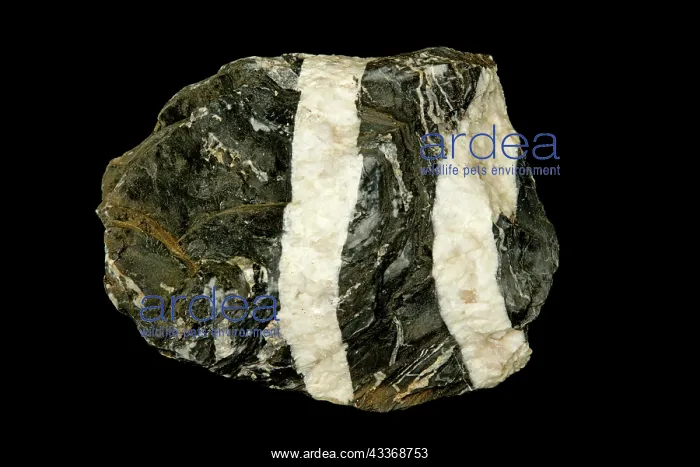 : 80195623 Limestone with calcite veins, Maryland : 80195623 Limestone with calcite veins, Maryland