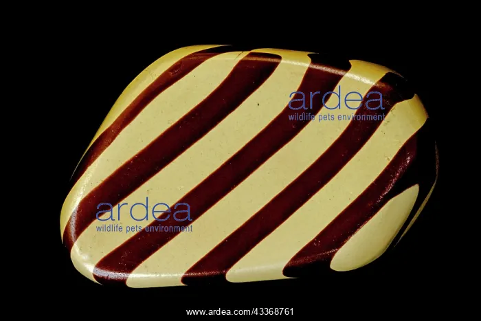: 80195624 Zebra stone, sedimentary rock from the : 80195624 Zebra stone, sedimentary rock from the