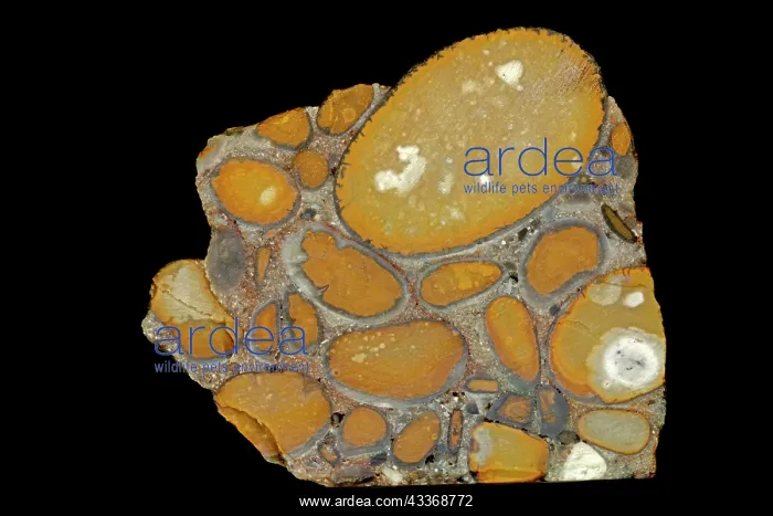 : 80195625 Hertfordshire puddingstone, Conglomerate : 80195625 Hertfordshire puddingstone, Conglomerate
