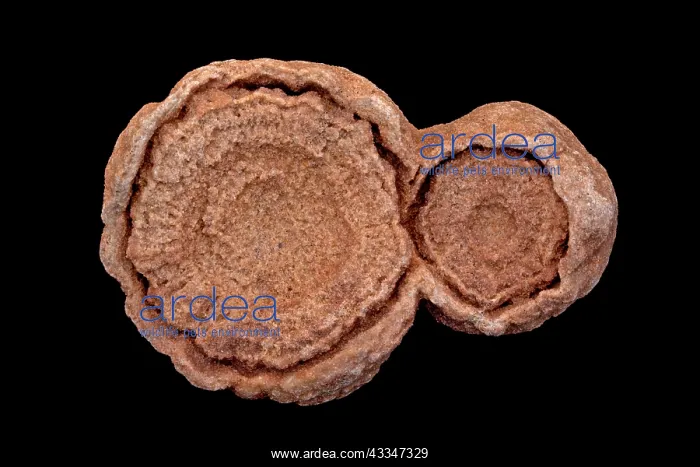 : 80195628 Fossil stromatolite, Cretaceous age, 145-65 : 80195628 Fossil stromatolite, Cretaceous age, 145-65