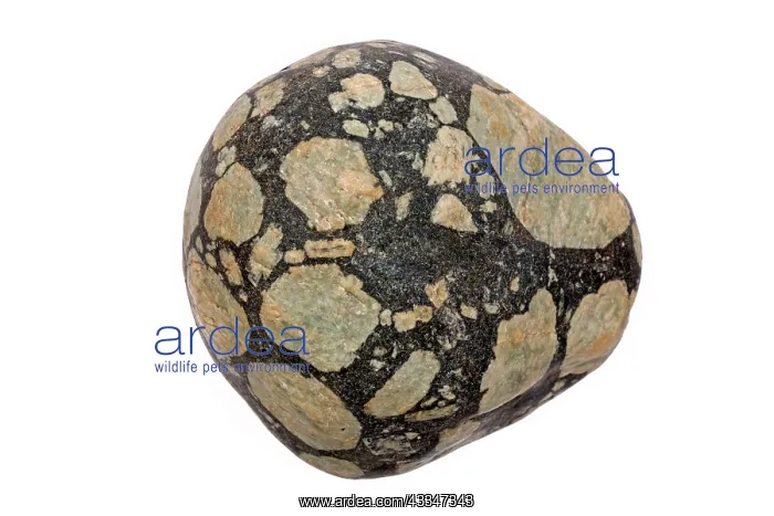 : 80195630 Porphyry, feldspar mega-crysts in mafic : 80195630 Porphyry, feldspar mega-crysts in mafic