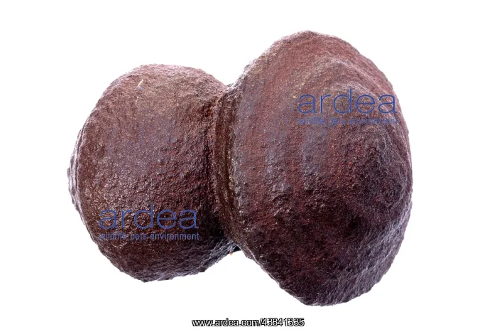 : 80195637 Moqui Marbles: Iron Oxide concretions found : 80195637 Moqui Marbles: Iron Oxide concretions found