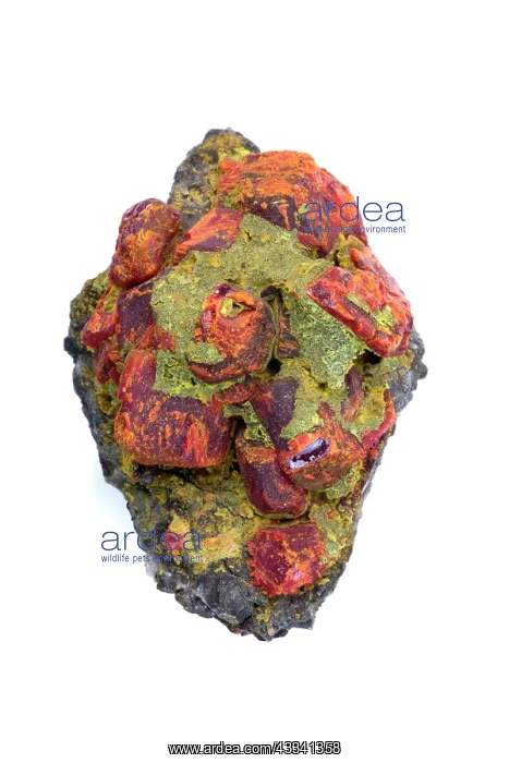 : 80195640 Realgar (red) and orpiment (yellow), arsenic : 80195640 Realgar (red) and orpiment (yellow), arsenic