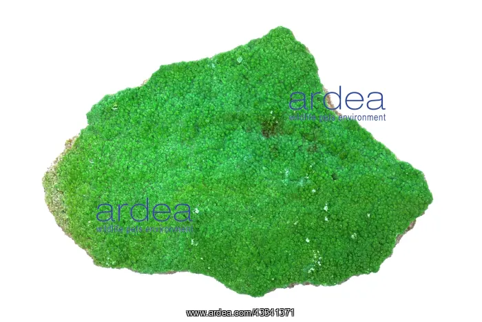 : 80195642 Pyromorphite, Gute Hoffnung Mine, Rhineland-Palatin : 80195642 Pyromorphite, Gute Hoffnung Mine, Rhineland-Palatin