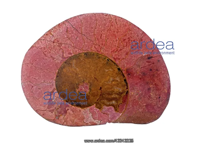 : 80195643 Fossil ammonite, Graphoceras spp. Lyons : 80195643 Fossil ammonite, Graphoceras spp. Lyons