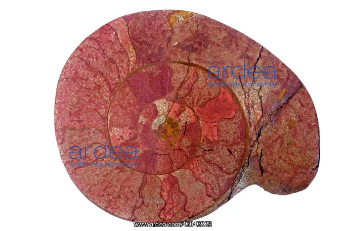 : 80195644 Fossil ammonite, Graphoceras spp. Lyons : 80195644 Fossil ammonite, Graphoceras spp. Lyons