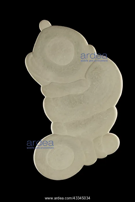 : 80195645 Calcite concretion, fairy stone, Quebec : 80195645 Calcite concretion, fairy stone, Quebec