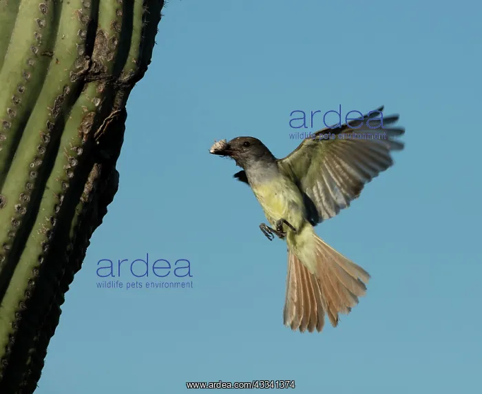 : 80195647 Ash-throated Flycatcher - in flight bringing : 80195647 Ash-throated Flycatcher - in flight bringing