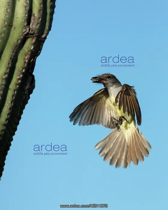 : 80195648 Ash-throated Flycatcher - in flight bringing : 80195648 Ash-throated Flycatcher - in flight bringing