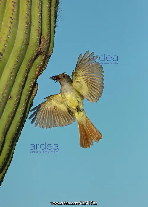 : 80195649 Ash-throated Flycatcher - in flight bringing : 80195649 Ash-throated Flycatcher - in flight bringing