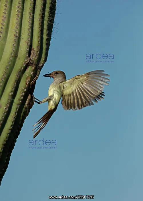 : 80195650 Ash-throated Flycatcher - in flight bringing : 80195650 Ash-throated Flycatcher - in flight bringing