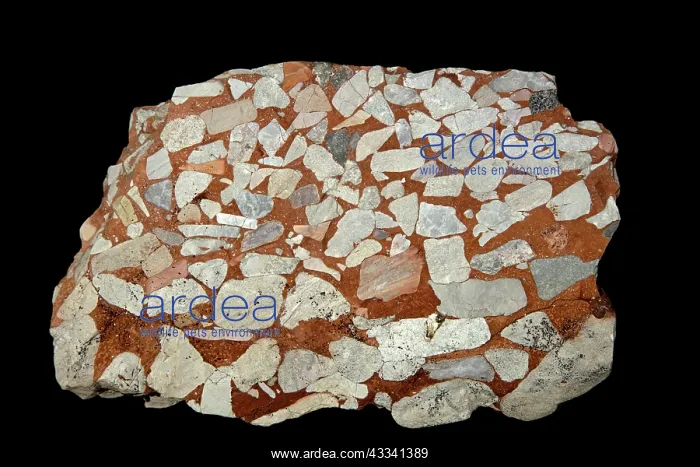 : 80195651 Leesburg Limestone Conglomerate - Frederick : 80195651 Leesburg Limestone Conglomerate - Frederick