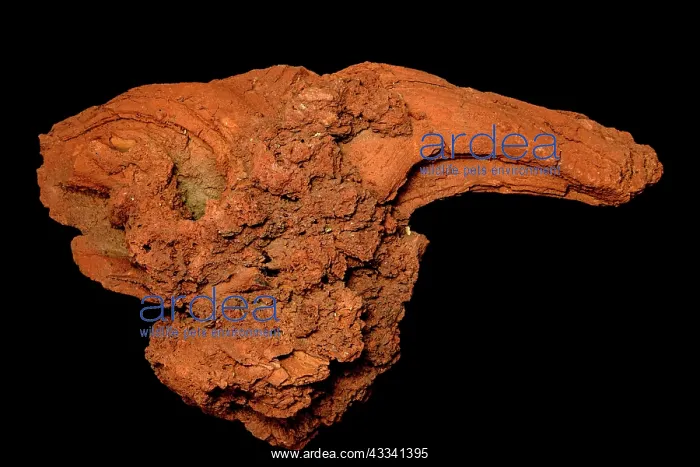 : 80195652 Volcanic Bomb, California, USA John Cancalosi : 80195652 Volcanic Bomb, California, USA John Cancalosi