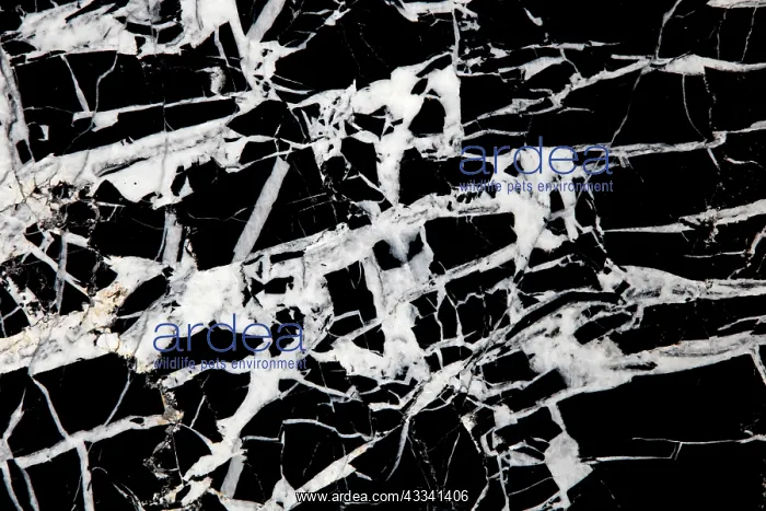 : 80195655 limestone with calcite veins, China John : 80195655 limestone with calcite veins, China John